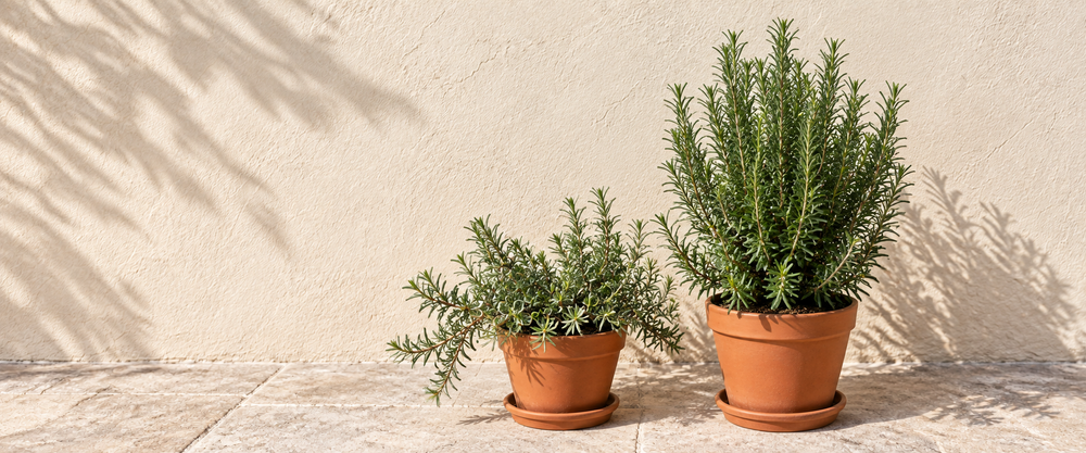 Upright and trailing rosemary in terracotta pots in a sunlit courtyard