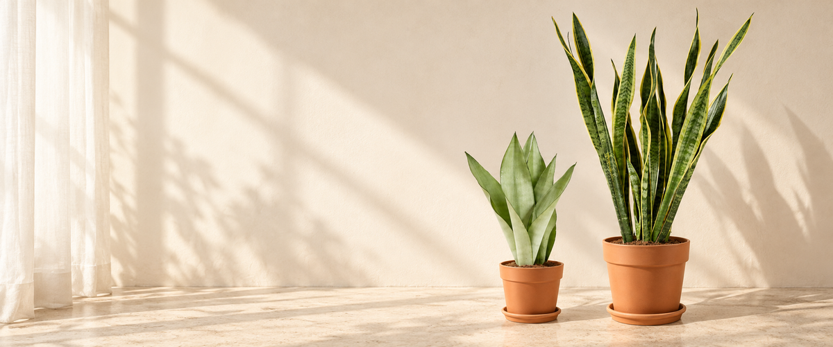 Sansevieria