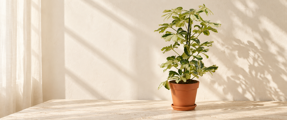 Variegated Schefflera Charlotte in a terracotta pot in warm sunlight
