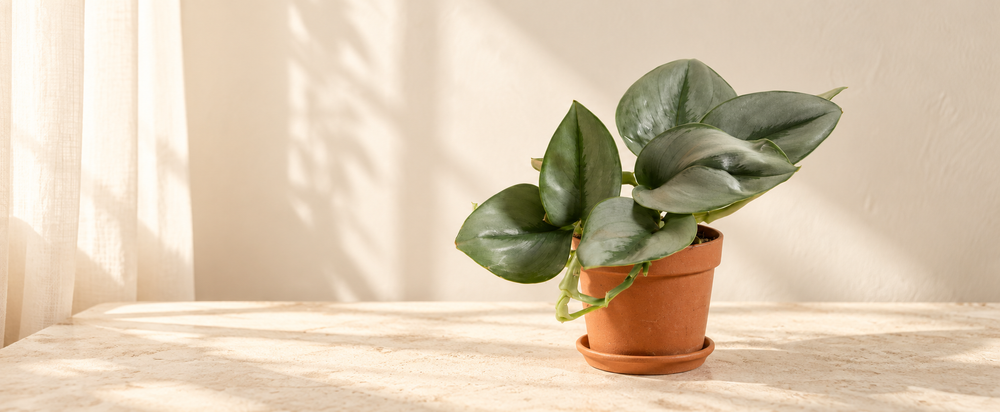 Scindapsus Treubii Moonlight in a natural terracotta pot in warm sunlight