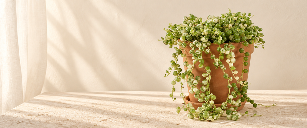 senecio collection hero in warm natural sunlight