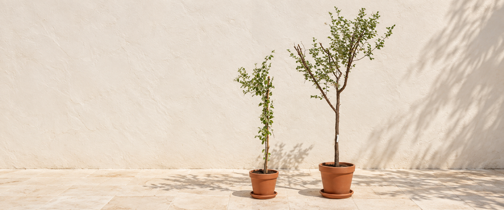 Two Sidr trees in terracotta pots in natural sunlight