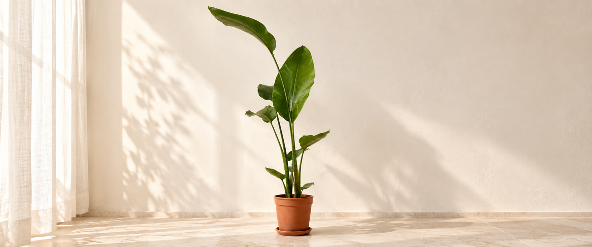 Strelitzia