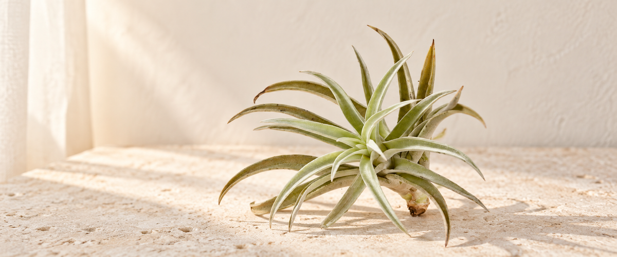 Tillandsia (Air Plant)
