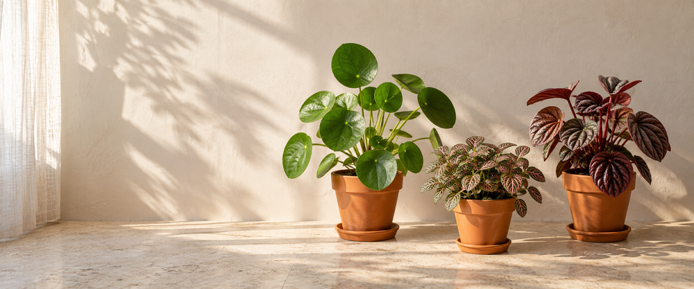 under-5-kd sunlit plant collection