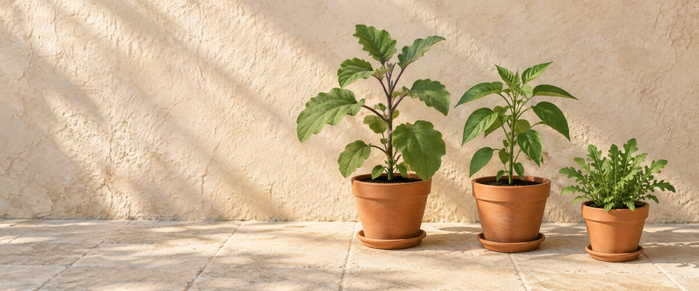 vegetable herb seedlings plants in a sunlit setting