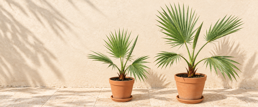 Two Washingtonia fan palms in terracotta pots in warm sunlight