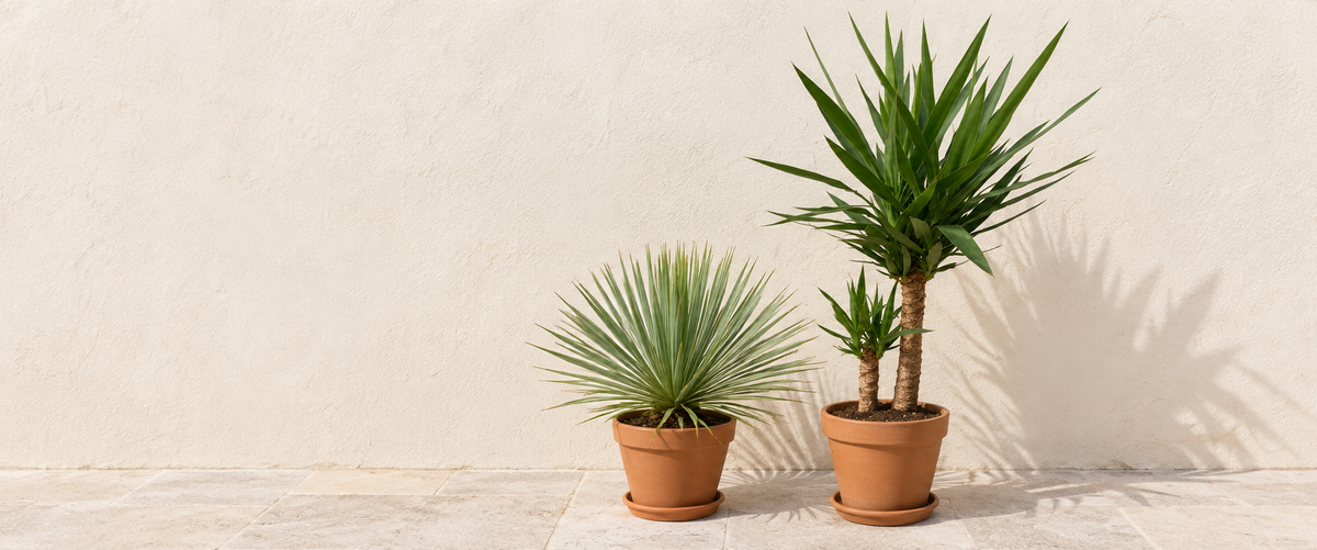 Yucca Plants نباتات اليوكا