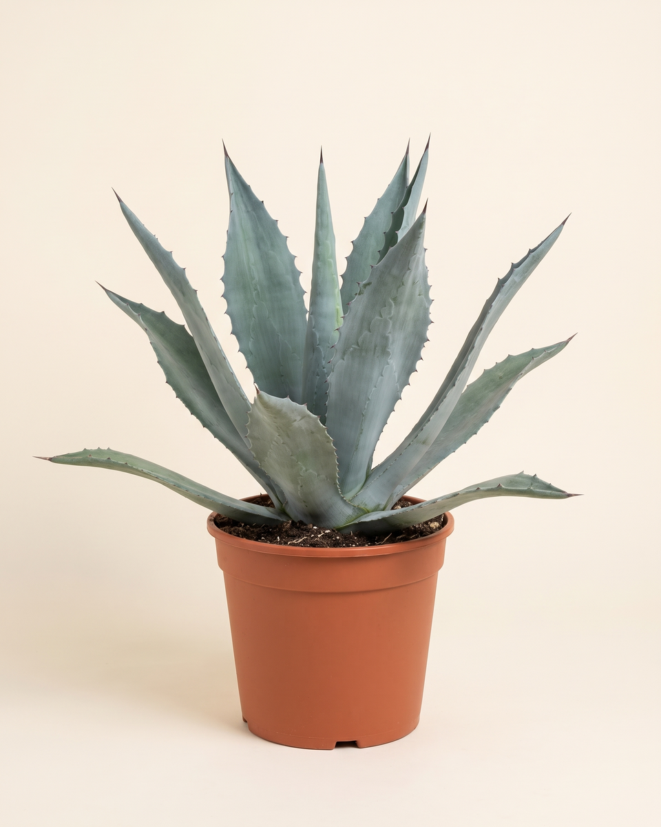 Agave Americana Blue Rosette أغاف
