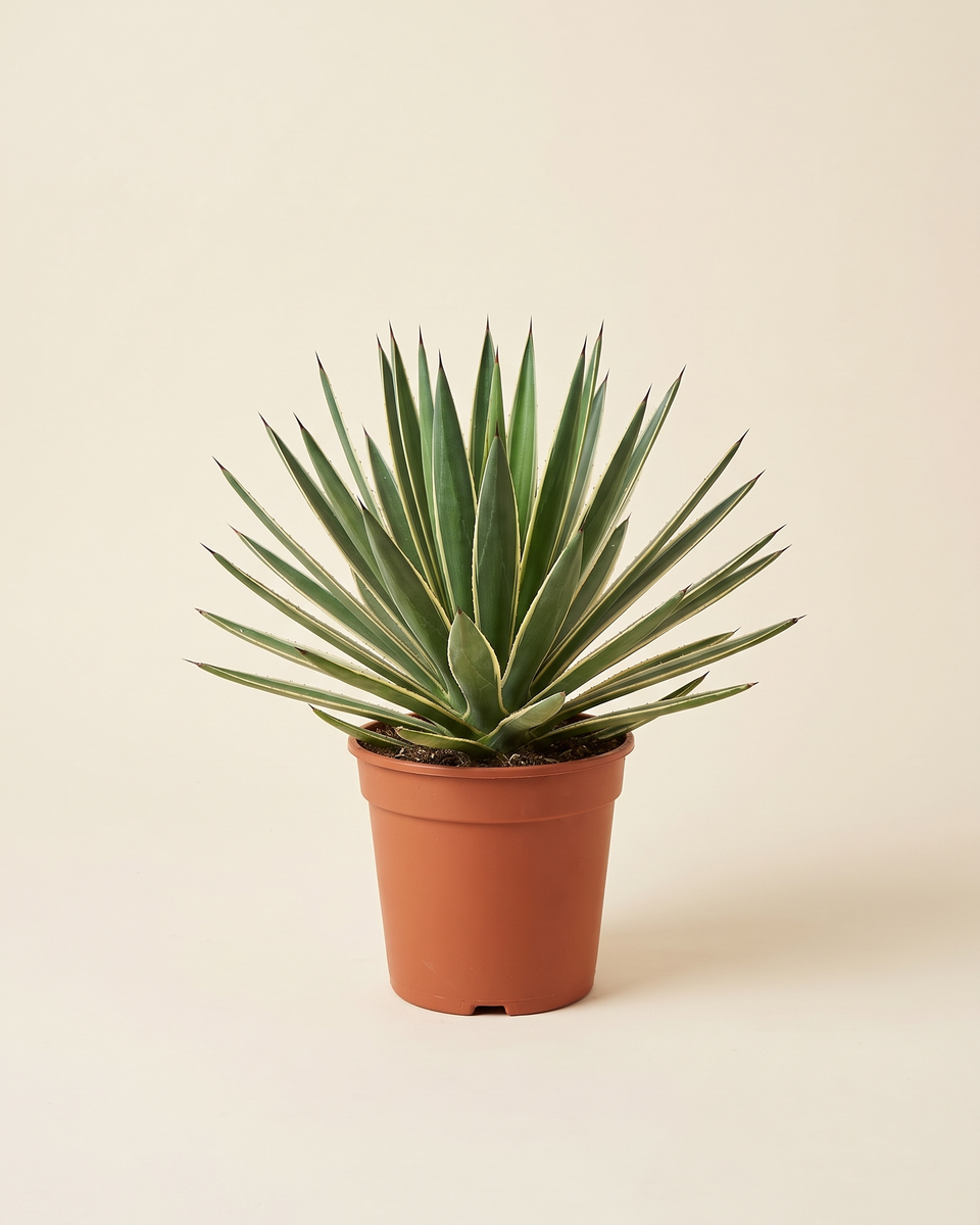 Agave Angustifolia Variegated Rosette (Young) أغاف