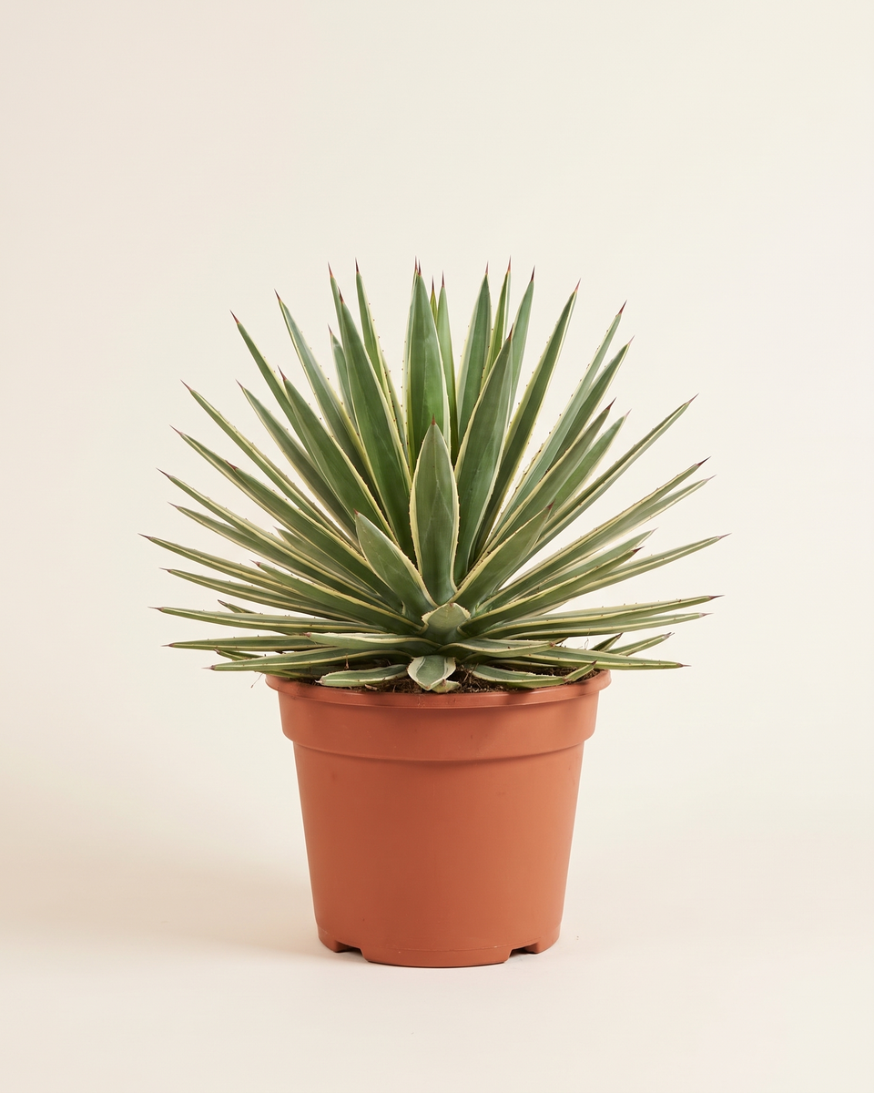Agave Angustifolia Variegated Rosette أغاف