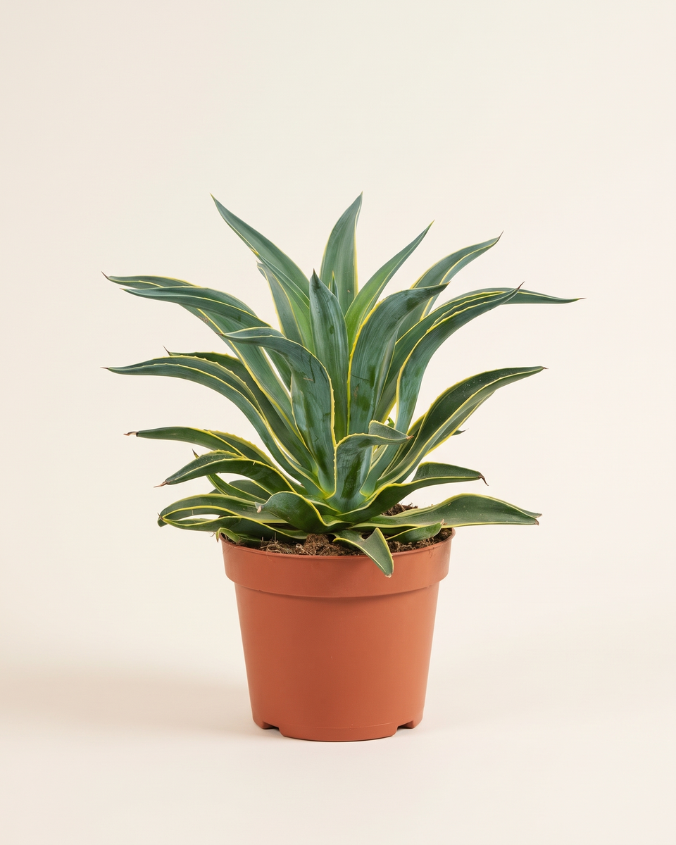 Agave Desmettiana Variegata Rosette أغاف