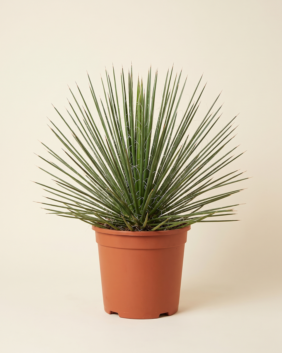 Agave Geminiflora Rosette أغاف