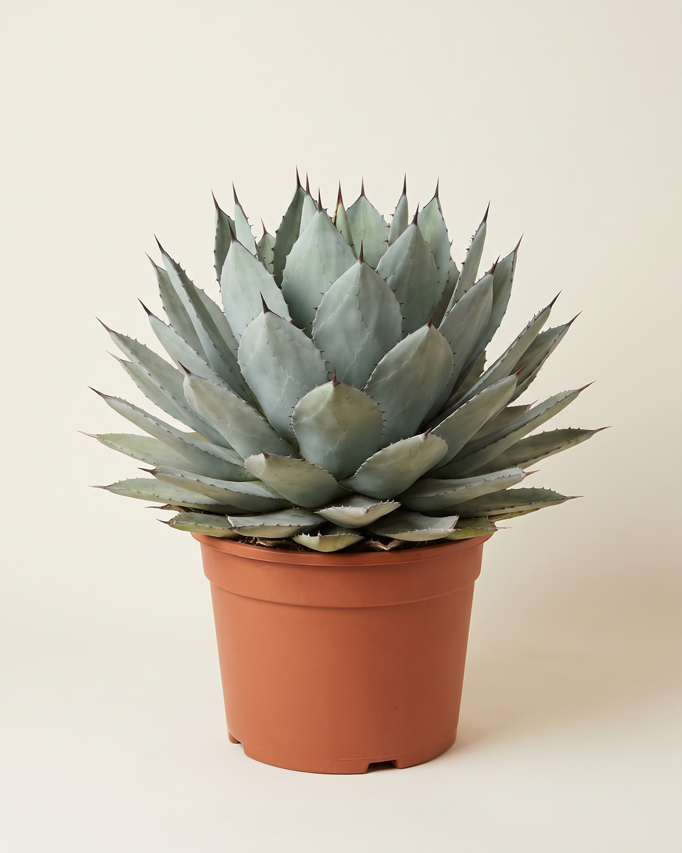 Agave Parryi Rosette أغاف