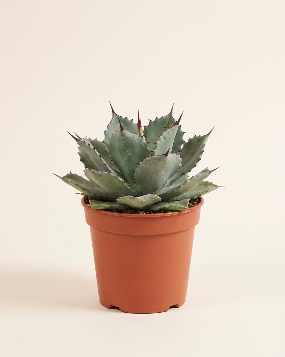 Agave Potatorum Rosette أغاف