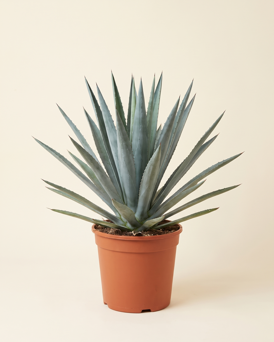 Agave Tequilana Blue Rosette أغاف