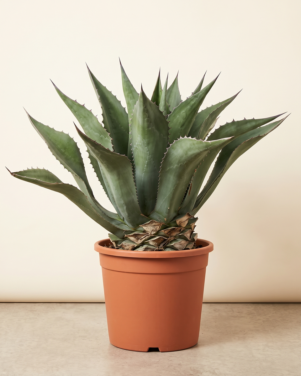 Agave Salmiana Ferox Rosette أغاف