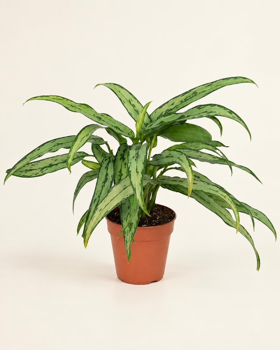 Aglaonema Cutlass أغلاونيما كاتلاس