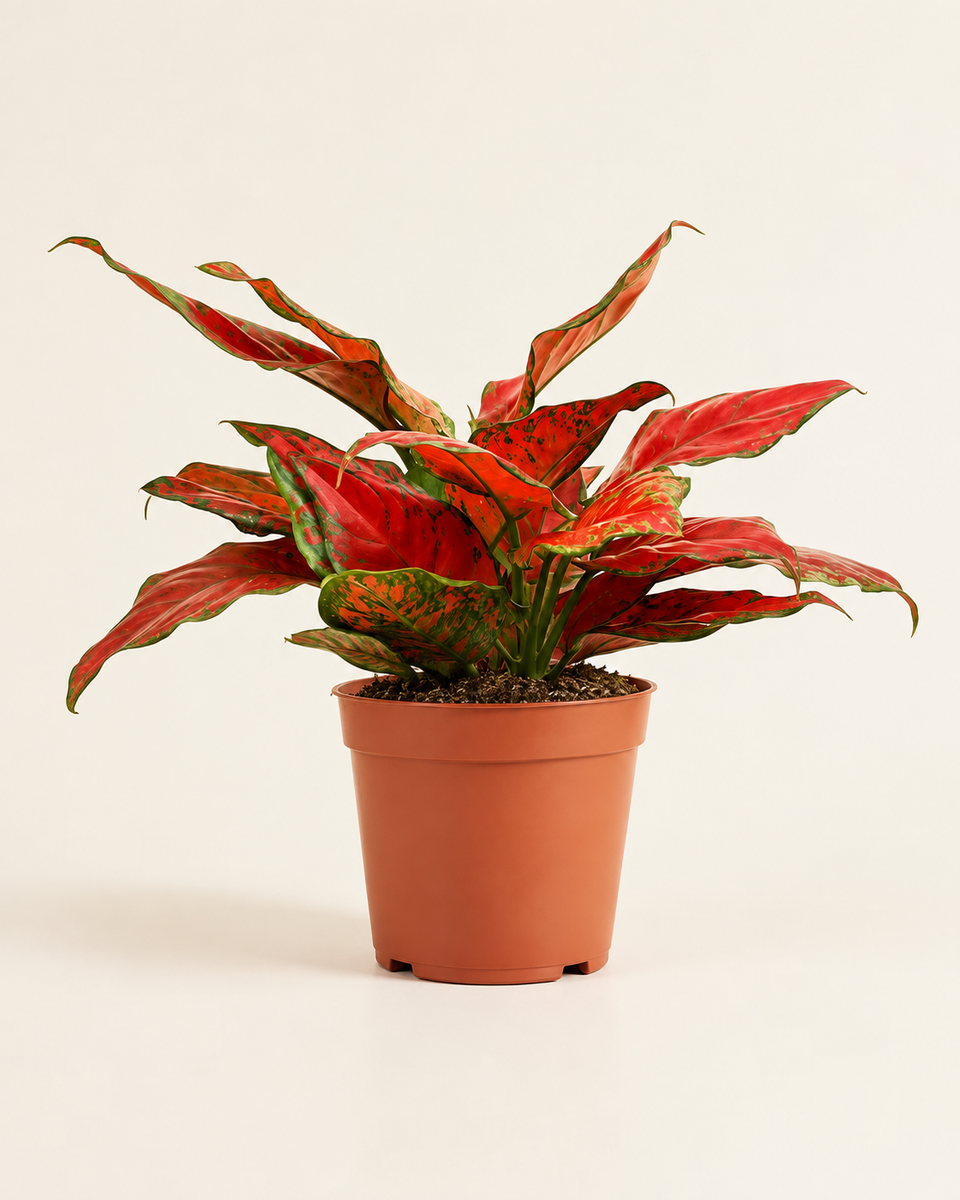 Aglaonema Tycoon Red أجلونيما تايكون ريد