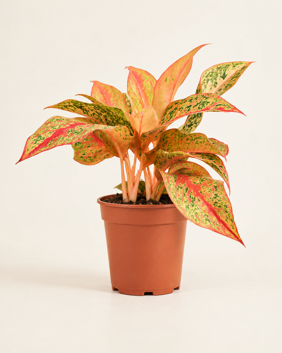 Aglaonema Legacy Red أجلونيما ليجاسي ريد