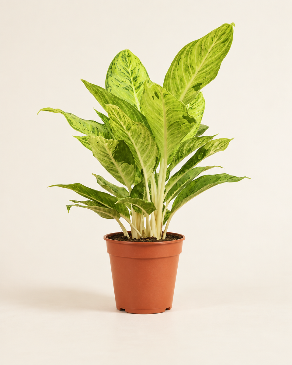 Aglaonema Lush White أجلونيما لاش وايت