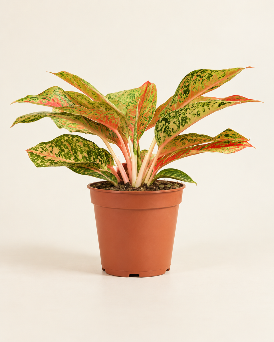 Aglaonema Lush Red أجلونيما لاش رد