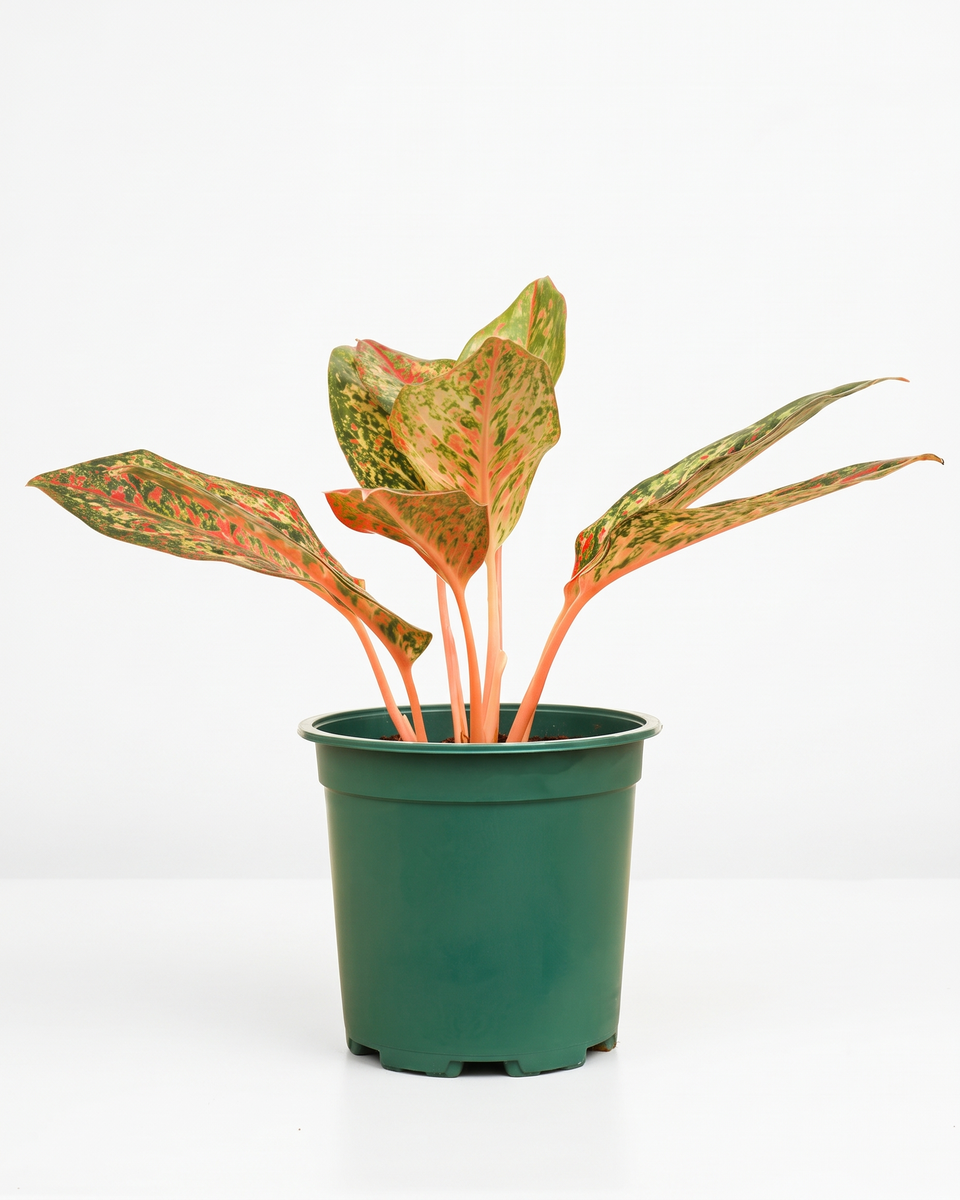 Aglaonema Orange Stardust أجلونيما أورانج ستاردست