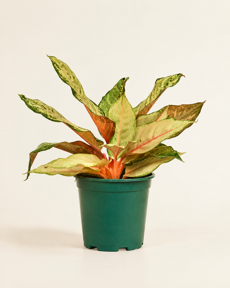 Aglaonema Radiant Gem White أجلونيما راديانت جيم وايت