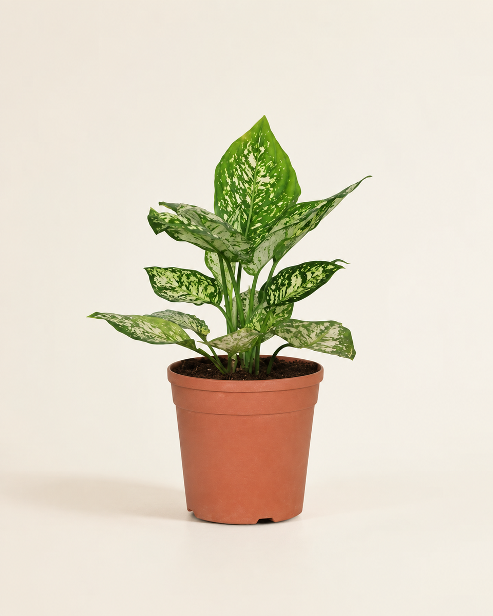 Aglaonema Snow White أجلونيما سنو وايت
