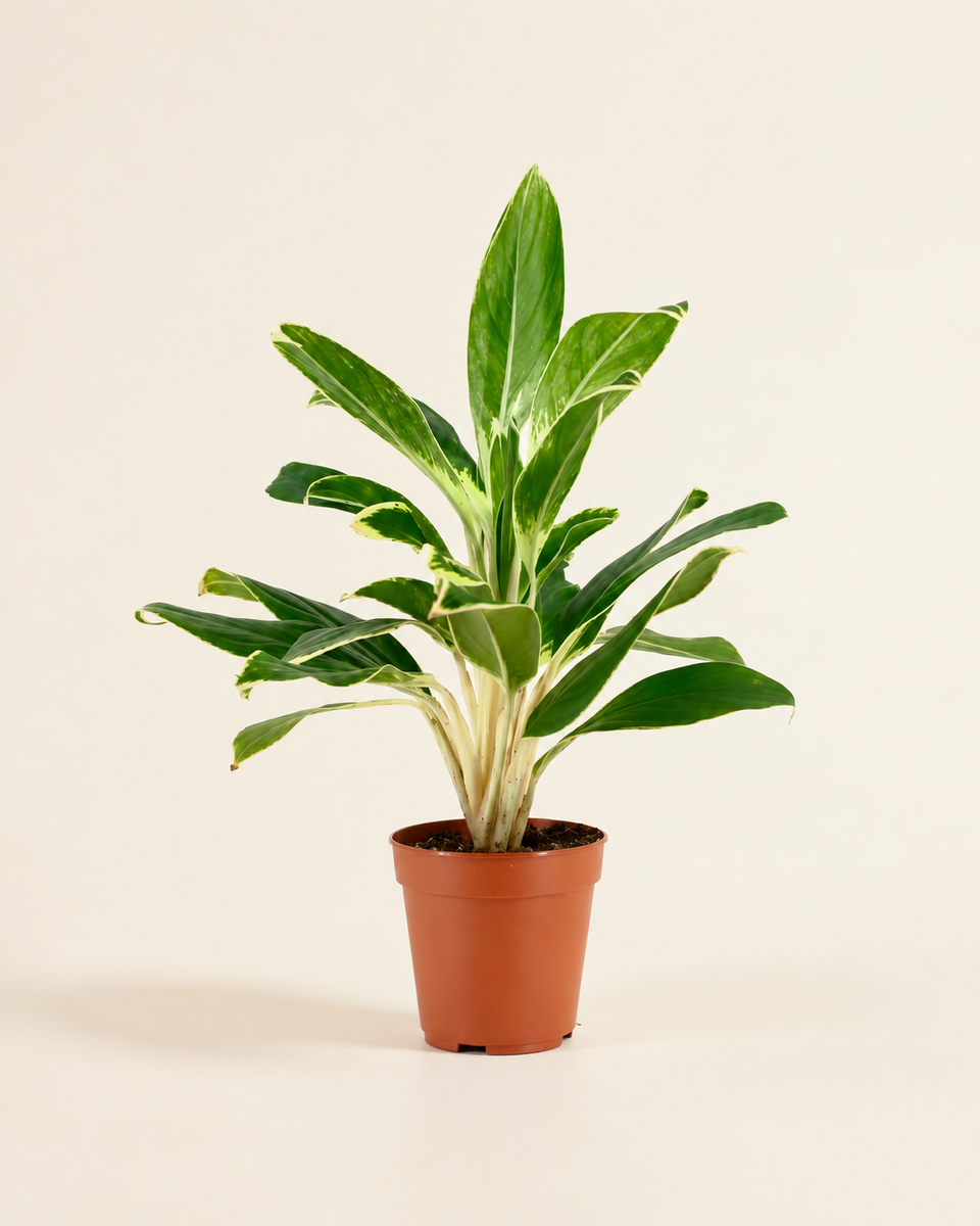 Aglaonema ‘White Lime’ 30cm أجلونيما