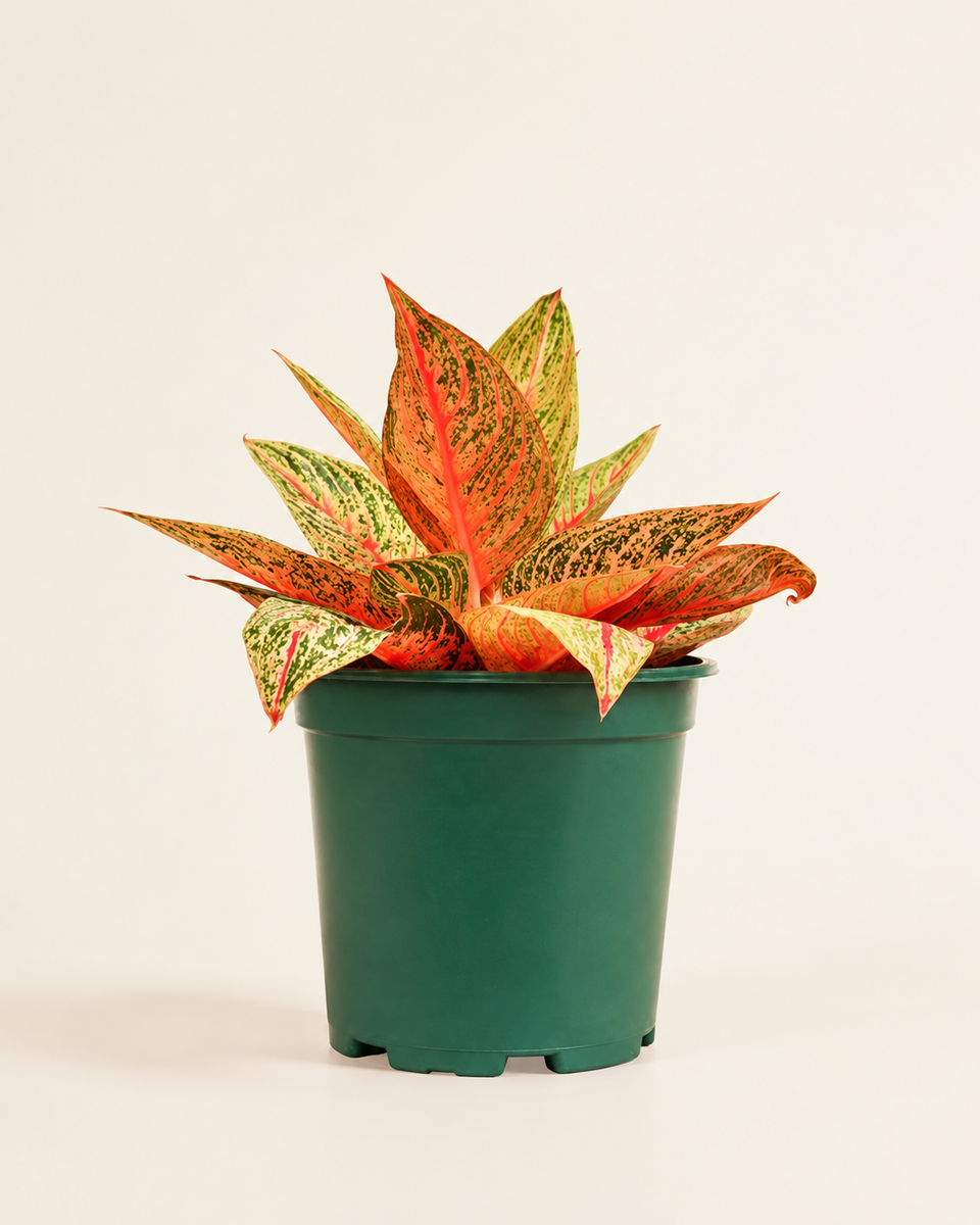 Aglaonema Lady Valentine أجلونيما ليدي فالنتاين