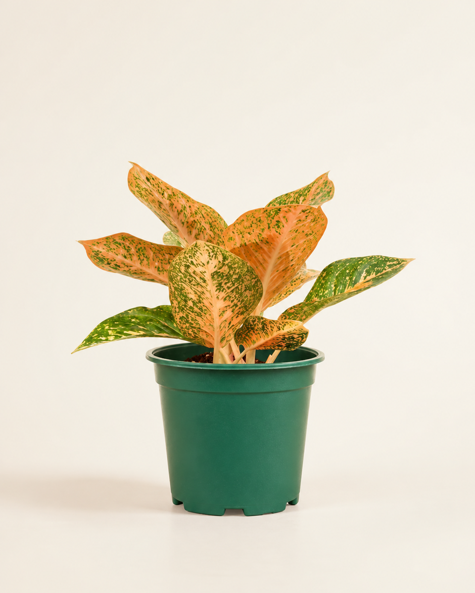 Aglaonema Commutatum Ruby أجلونيما كوميوتاتوم روبي
