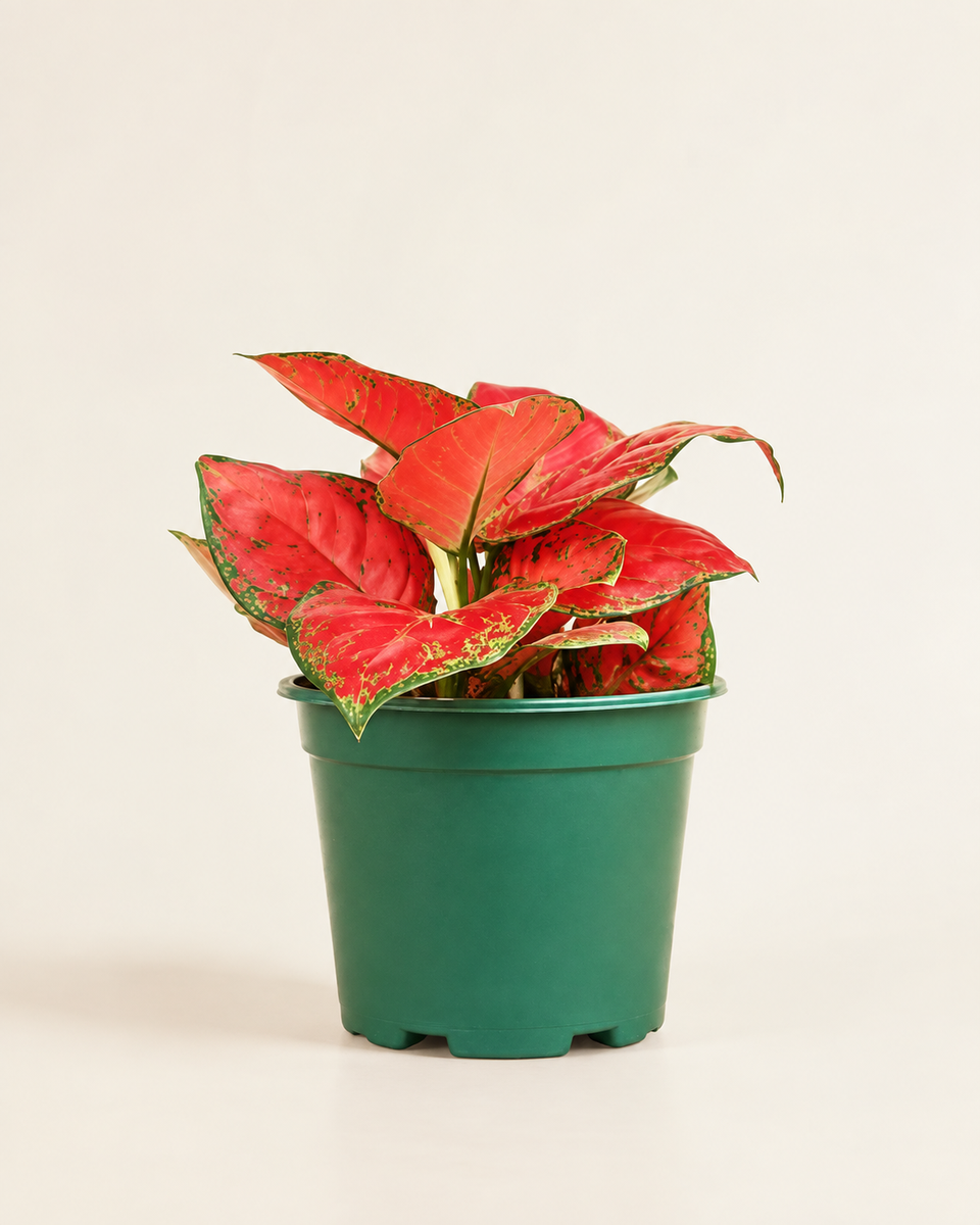 Aglaonema Super Red أجلونيما سوبر ريد