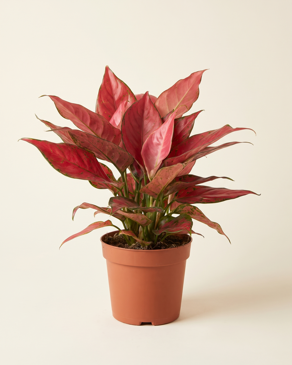 Aglaonema Lucky Red Bush أجلونيما لاكي ريد