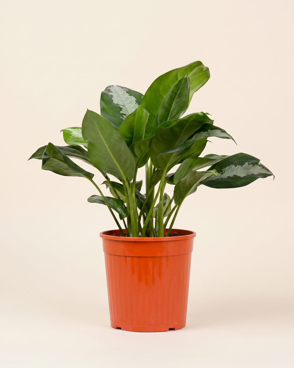 Aglaonema Pattaya Beauty Bush أجلونيما باتايا بيوتي