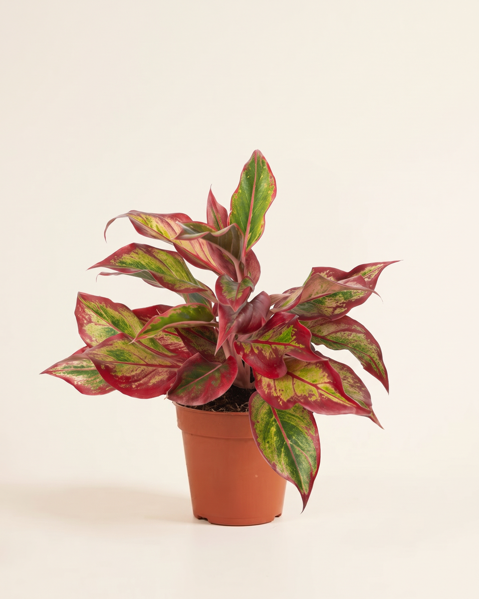 Aglaonema Red Fire Bush أجلونيما ريد فاير