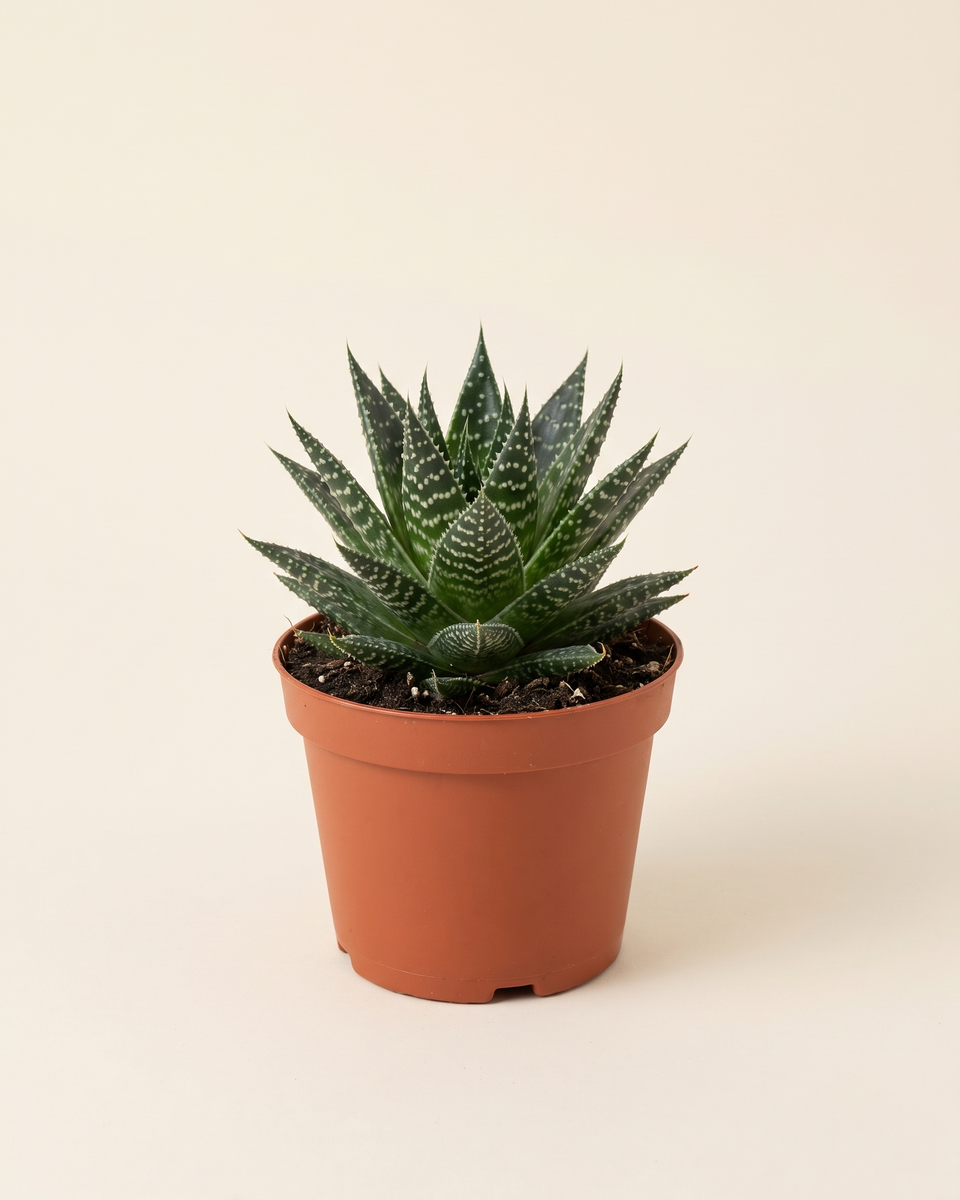 Aloe Aristata Rosette ألو أريستاتا