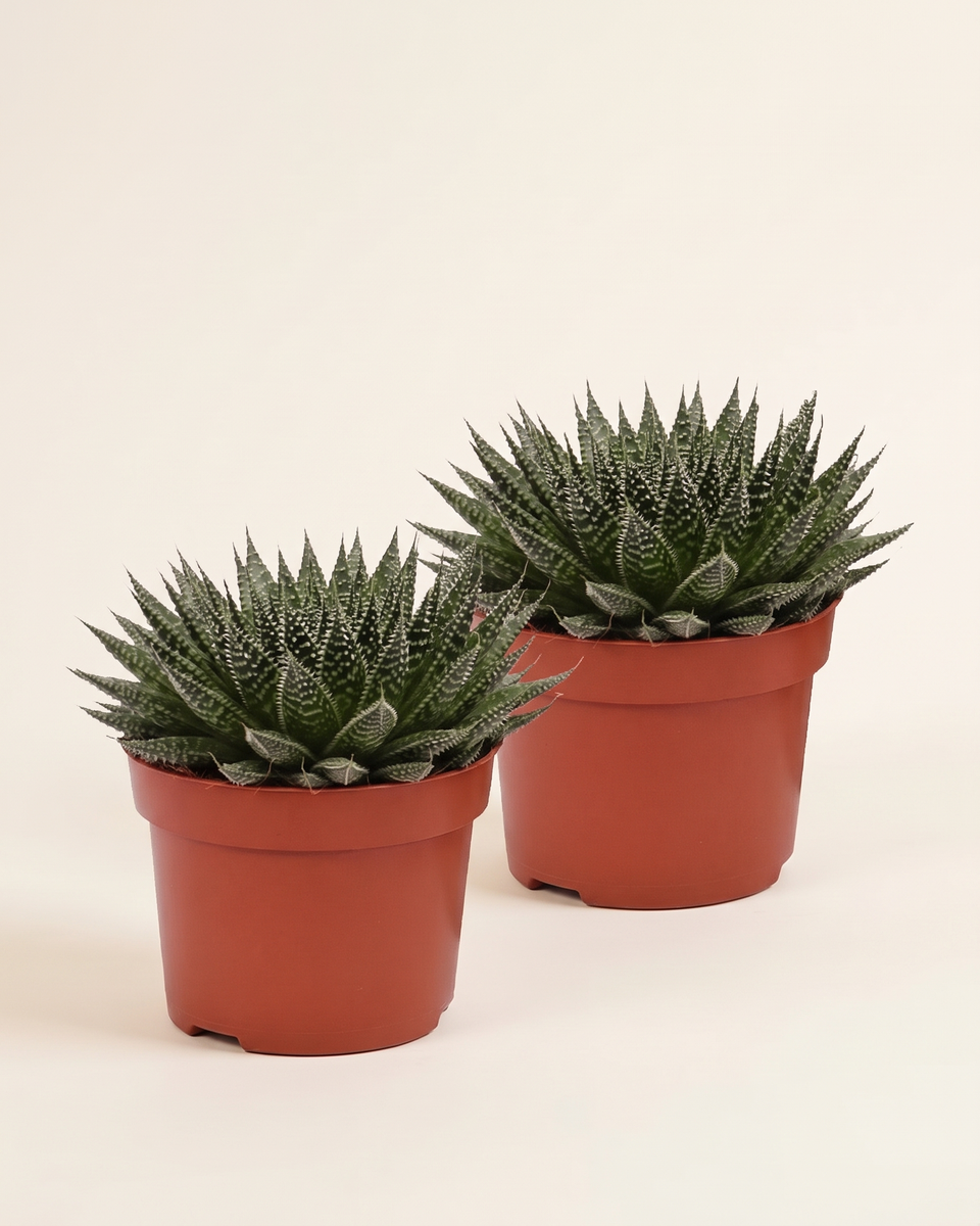 Aloe Aristata Rosette Set of 2 ألو أريستاتا