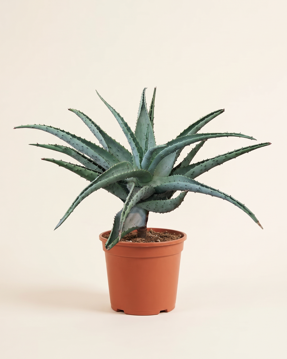 Aloe Marlothii Rosette (Specimen) ألو مارلوثي