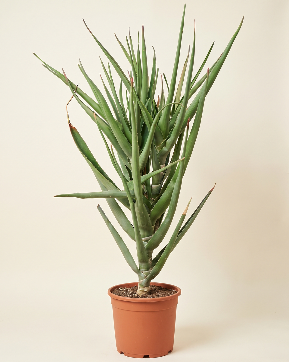 Aloe Tanguensis Medusa Tree (Specimen) ألو تونغانسيس ميدوسا