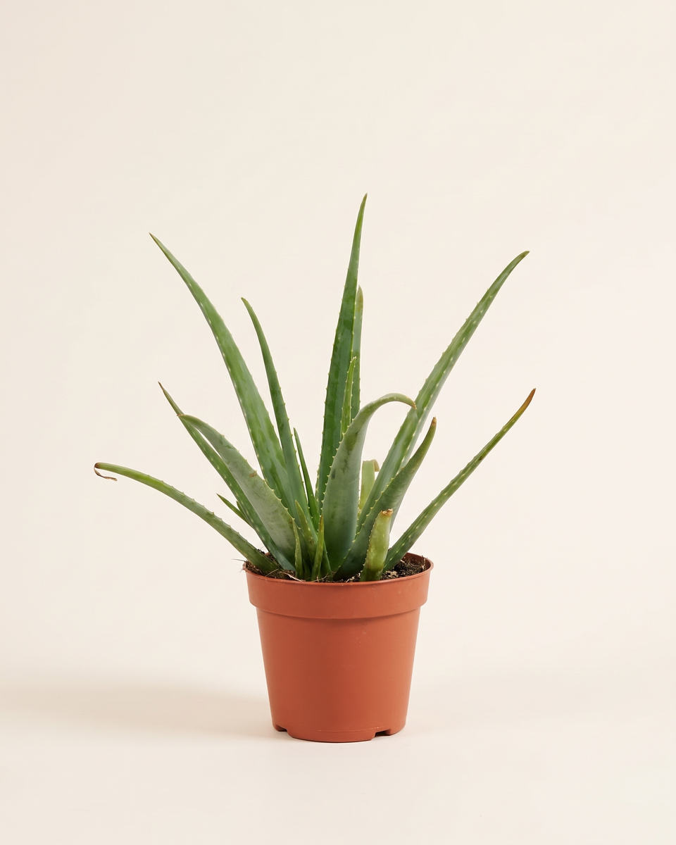 Aloe Vera Bush ألو فيرا