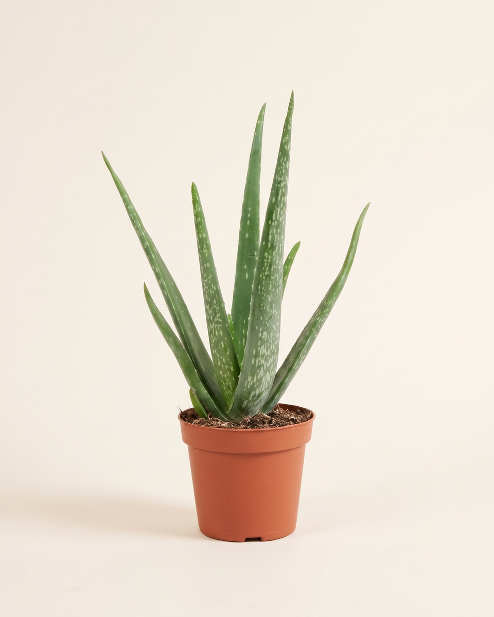 Aloe Vera Bush ألو فيرا