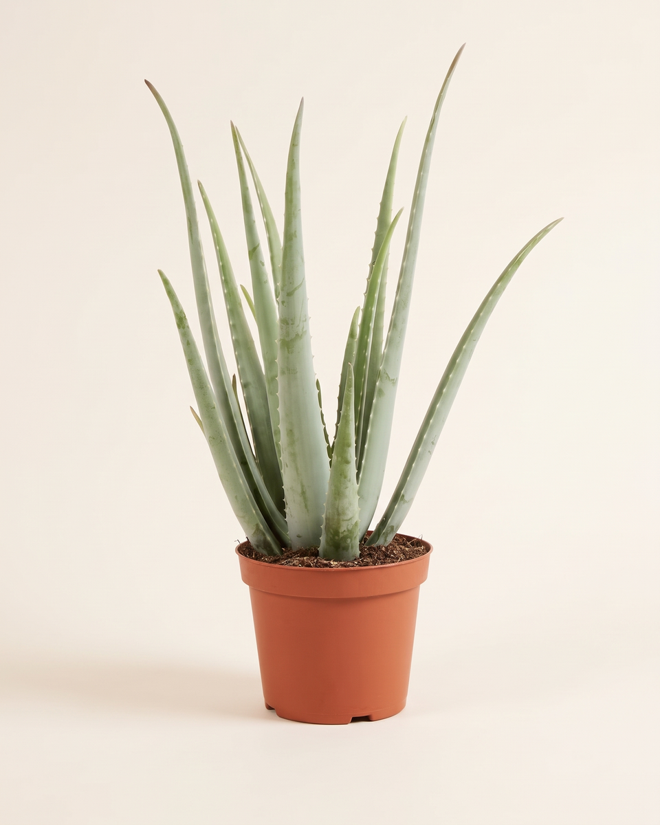 Aloe Vera Bush ألو فيرا