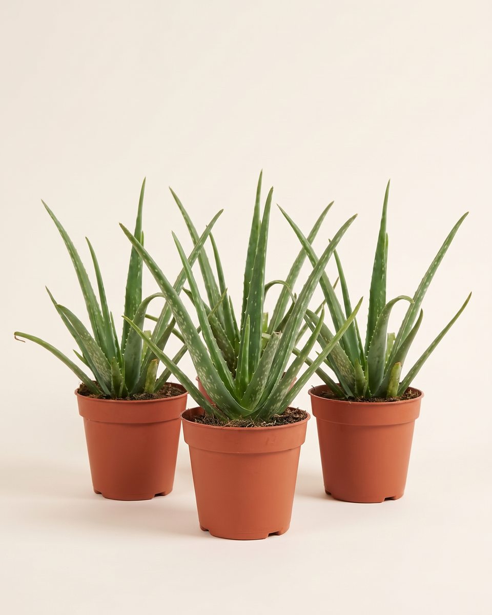 Aloe Vera Bush Set of 4 ألو فيرا