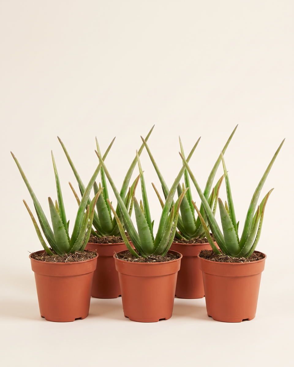 Aloe Vera Bush Set of 5 ألو فيرا