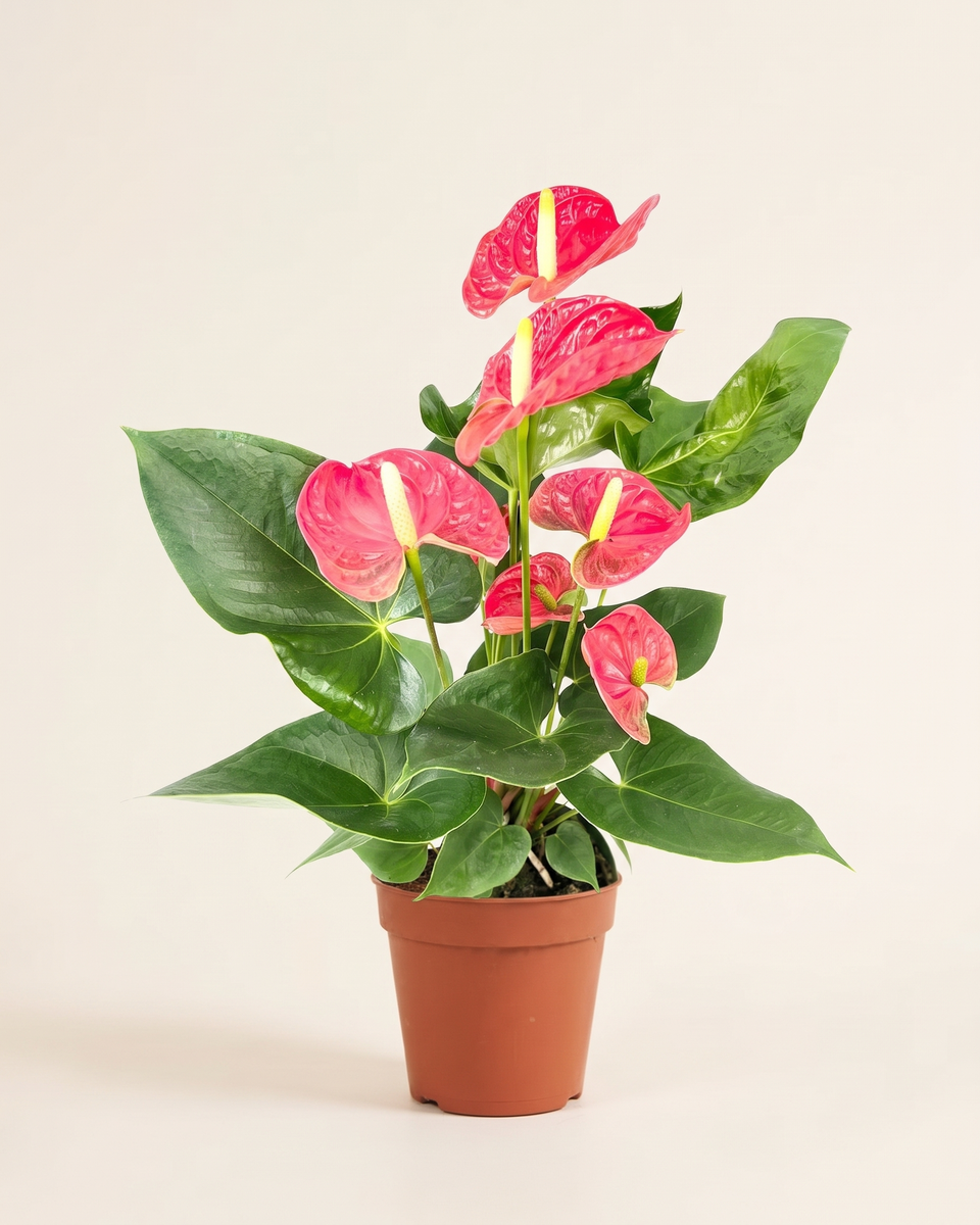 Anthurium Andraeanum Pink Clump (Young) أنثوريوم أندريانوم وردي