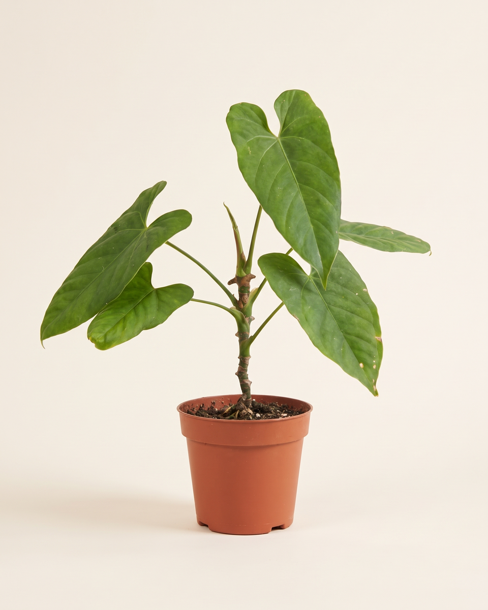Anthurium Balaoanum Clump (Young) أنثوريوم بالاوانوم