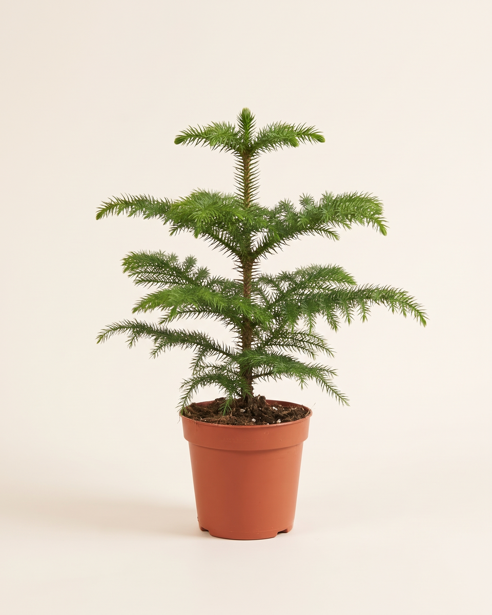 Araucaria Heterophylla Single Trunk Tree (Young) أروكاريا هيتيروفيلا