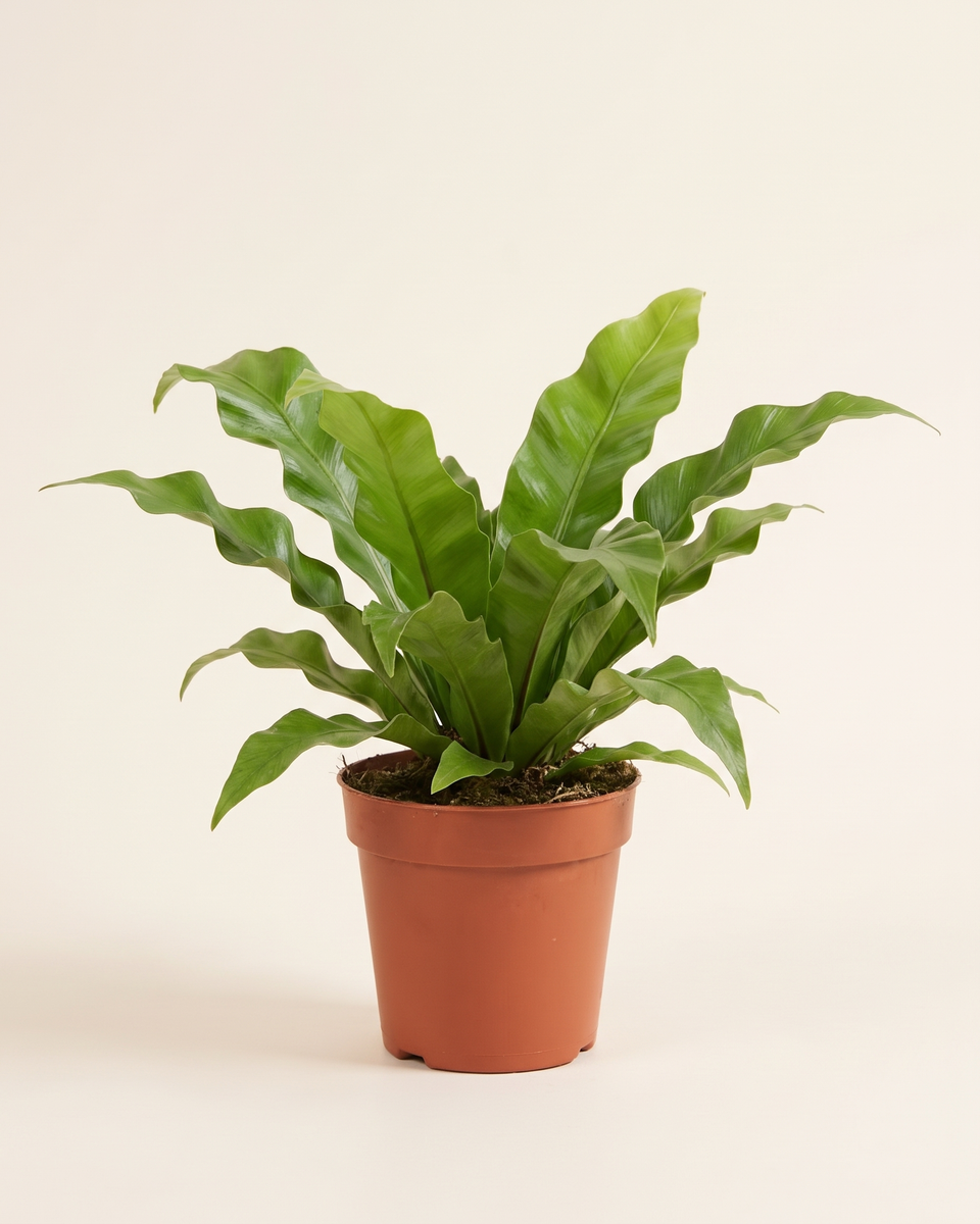 Asplenium Antiquum Single Crown أسبلينيوم أنتيكوم