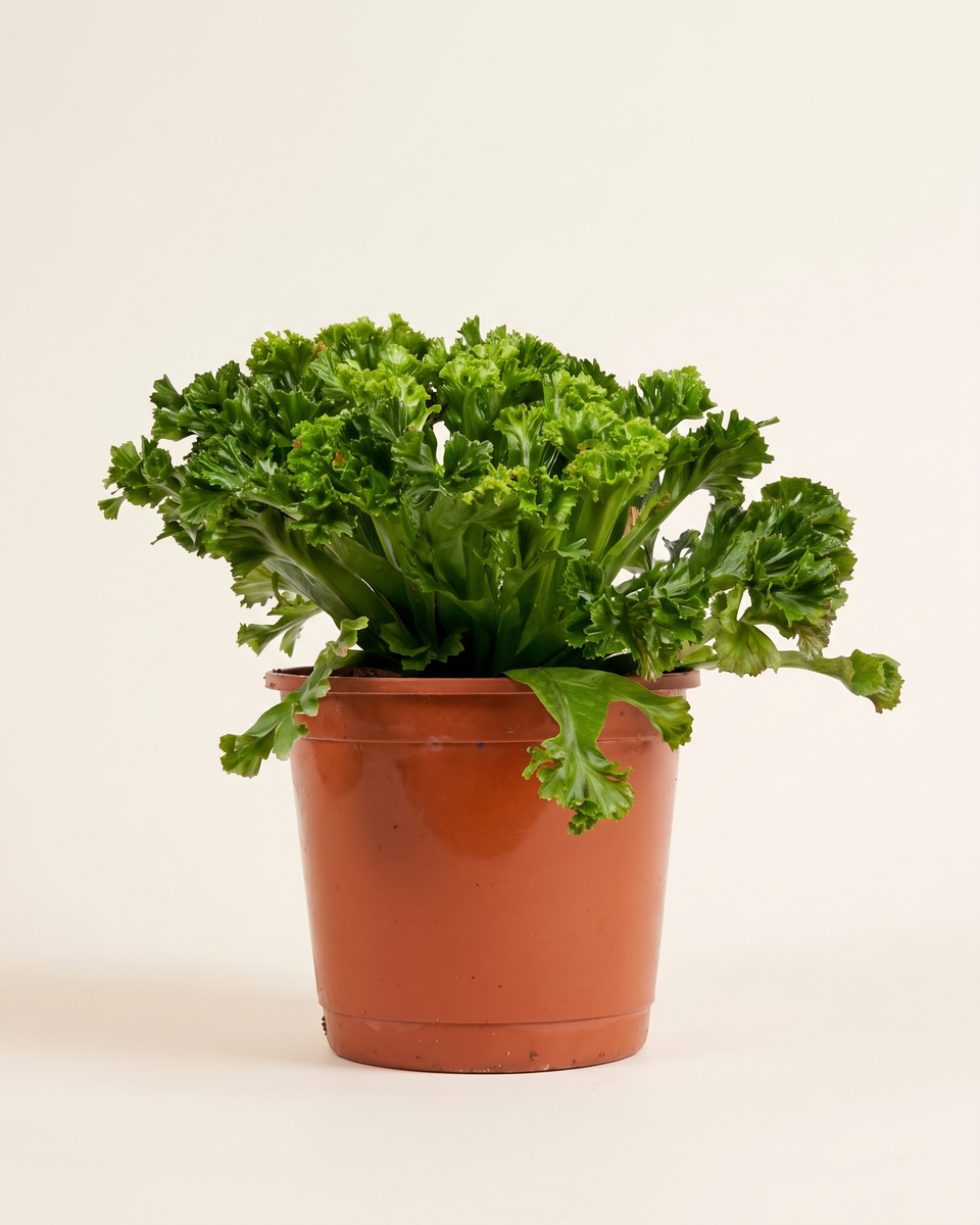 Asplenium Crispy Wave Single Crown (Young) أسبلينيوم كريسبي ويف